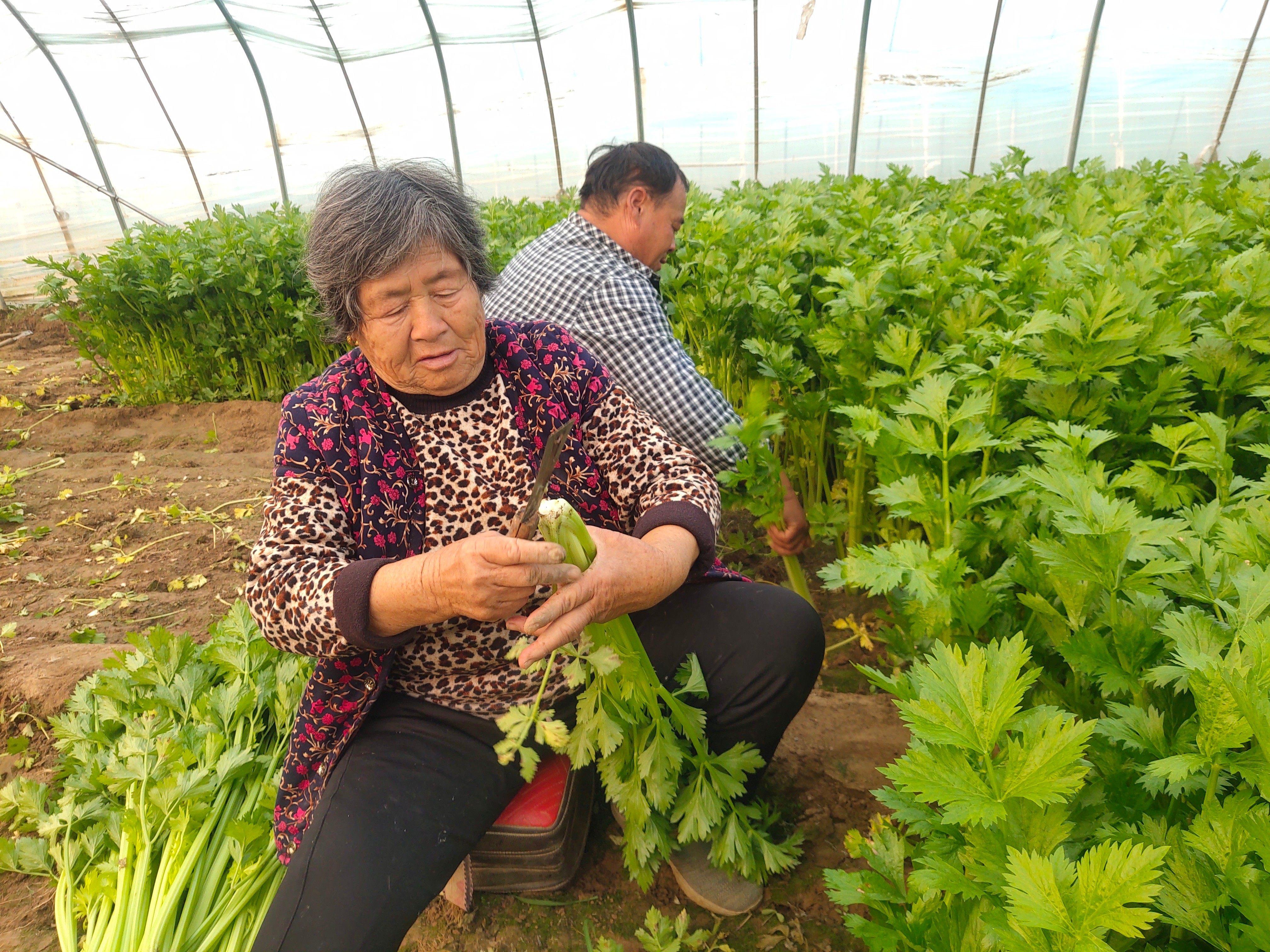 芹菜最新市场行情分析